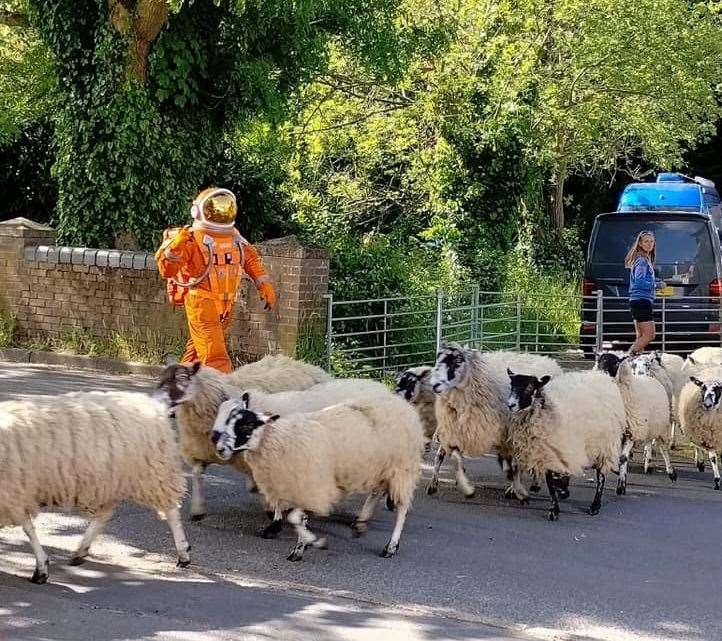 The hero character is blocked by a herd of sheep in one scene. Picture: Neil Vickers