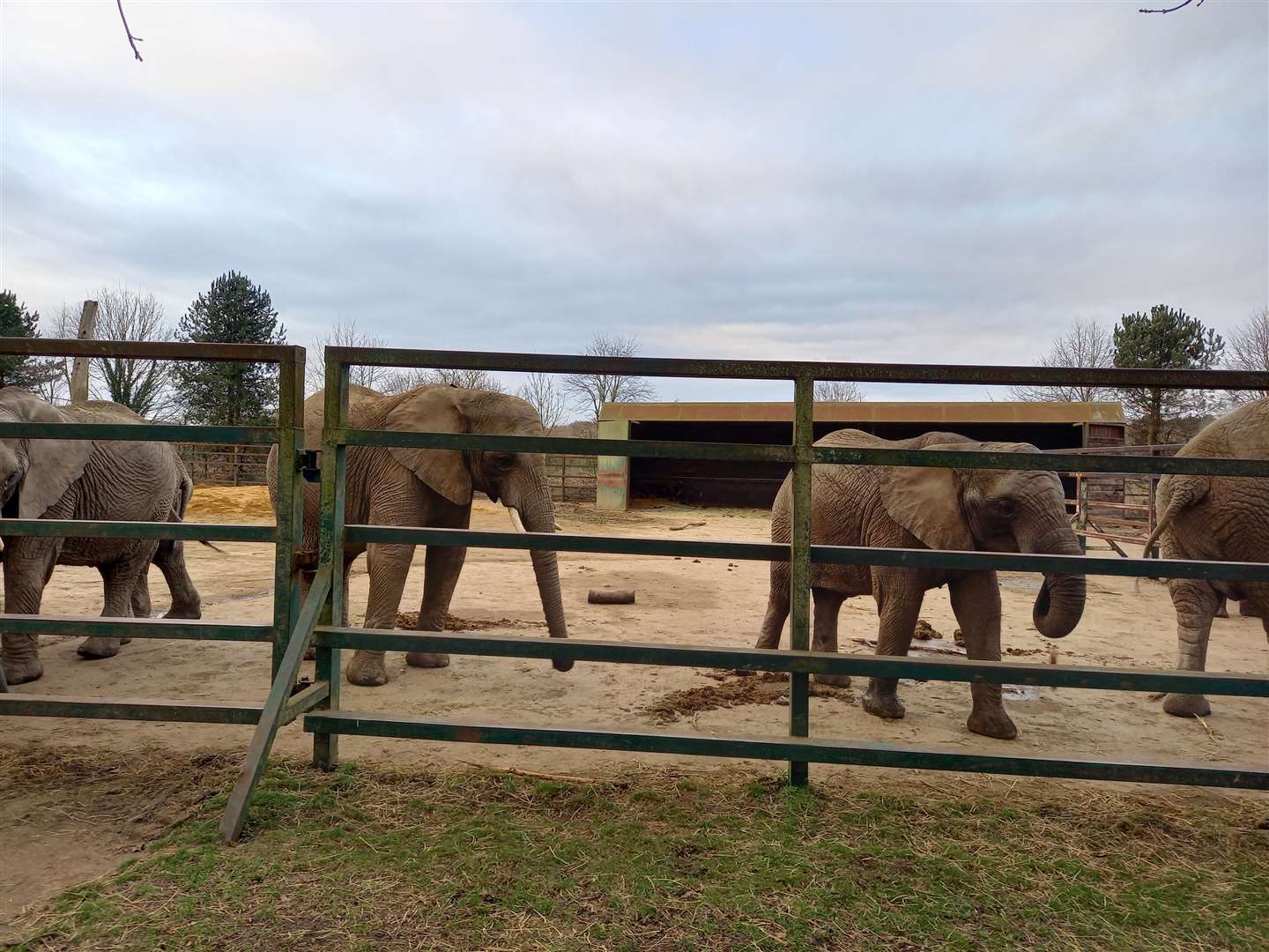 Elephants have been at Howletts for decades, but come the summer, the enclosure will be empty
