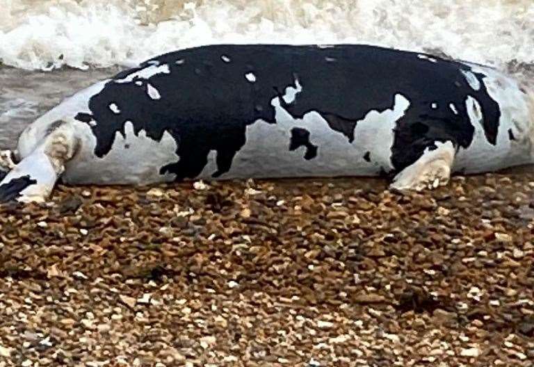 A dead seal spotted on Tankerton Beach in Whitstable on Monday. Picture: Linda Cruttwell Gray