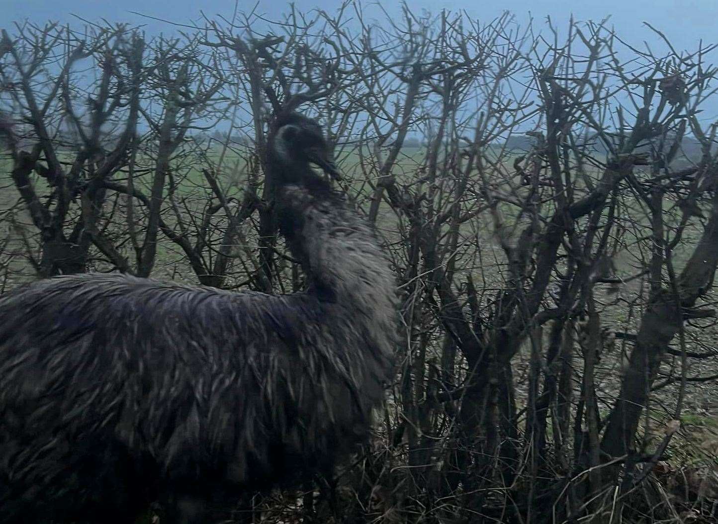 An emu was seen roaming around Iwade after escaping Happy Pants Ranch