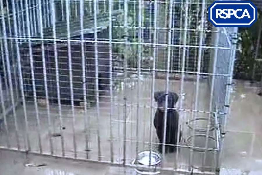 Footage captured injured terriers locked in concrete-floored cages