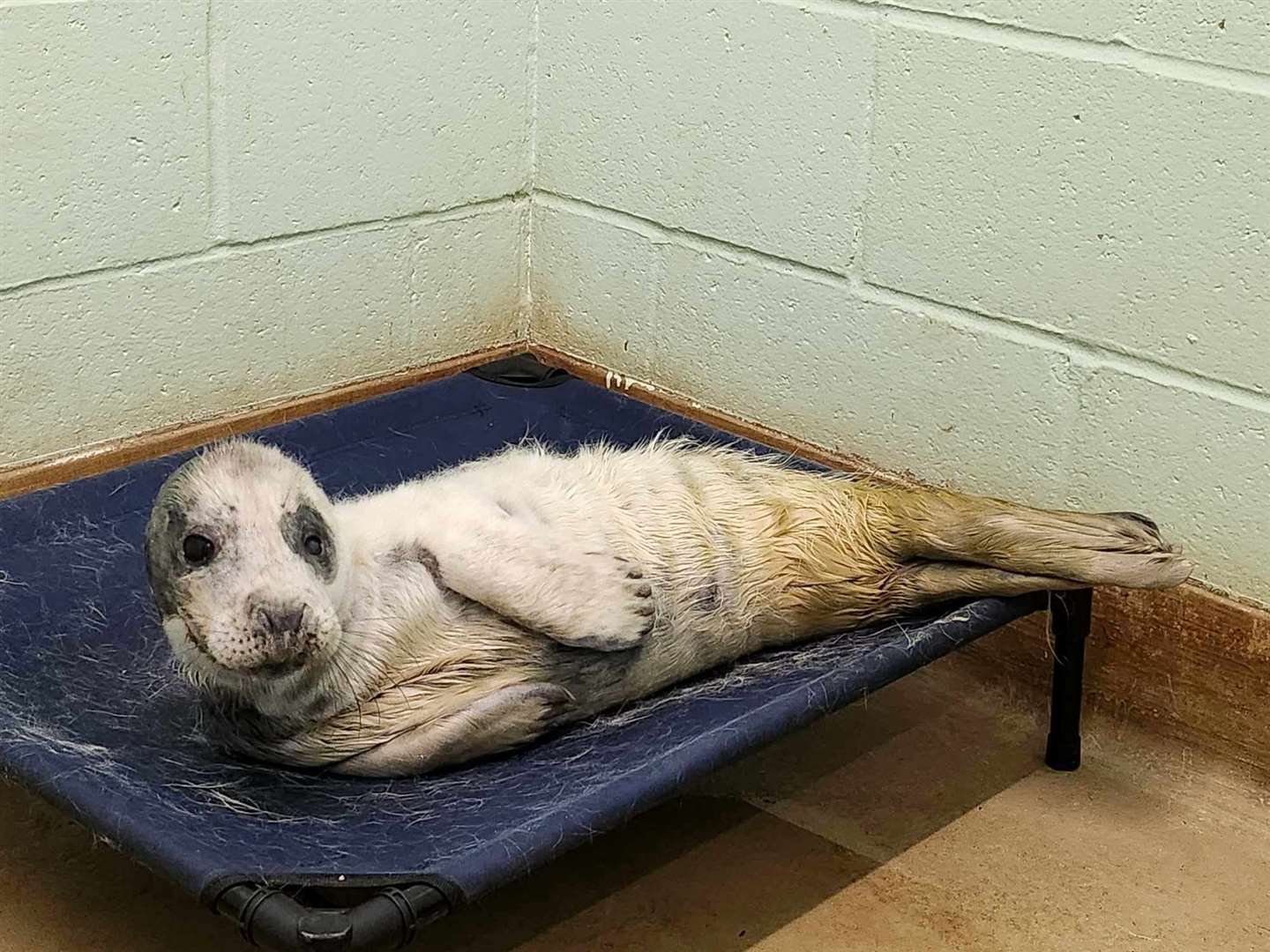 Named Macaroni by RSPCA staff, the seal pup is being tube-fed as he can't eat on his own yet. Picture: RSPCA