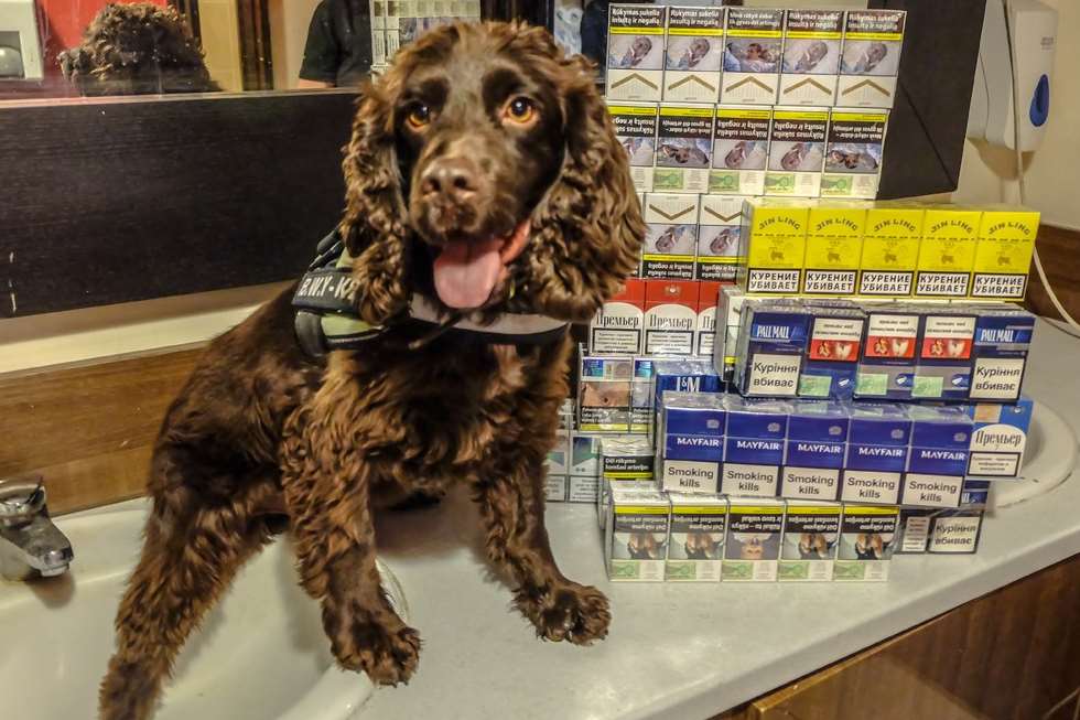 This haul was found in a James Bond-style concealment. Picture: BWY Canine Ltd