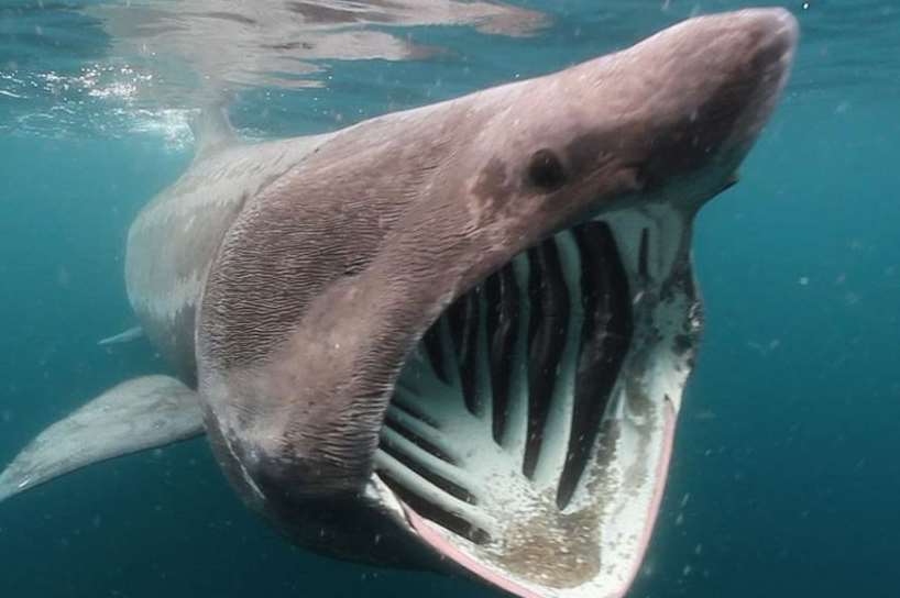 The basking shark is the biggest shark in British waters
