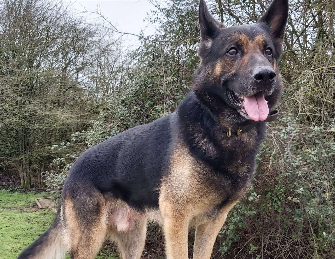 Police dog Lenny helped arrest two men and a teenage boy near Sittingbourne. Picture: Kent Police
