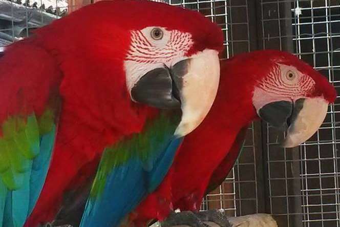 The other stolen macaw is mainly red