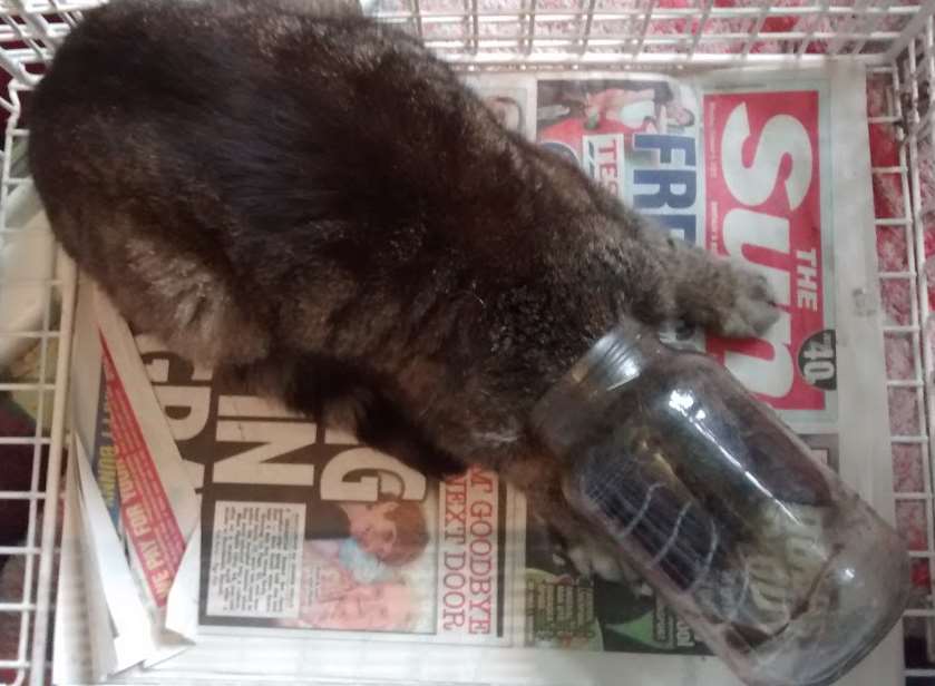 The poor cat got its head stuck in a jar
