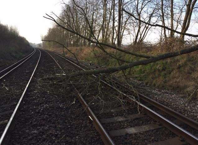 The tree that fell on the railway line