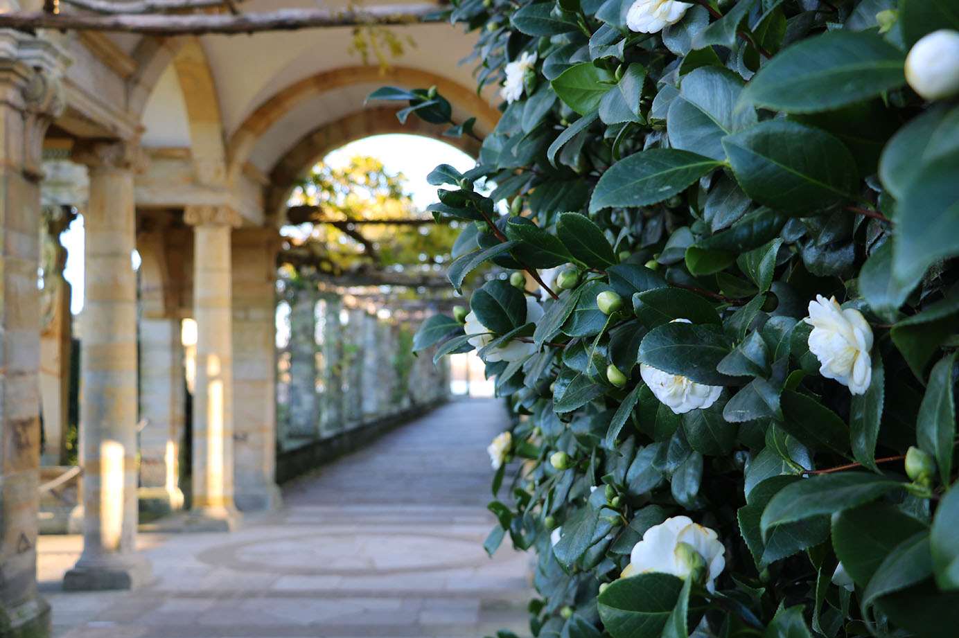 Camellias at the castle's Italian Gardens