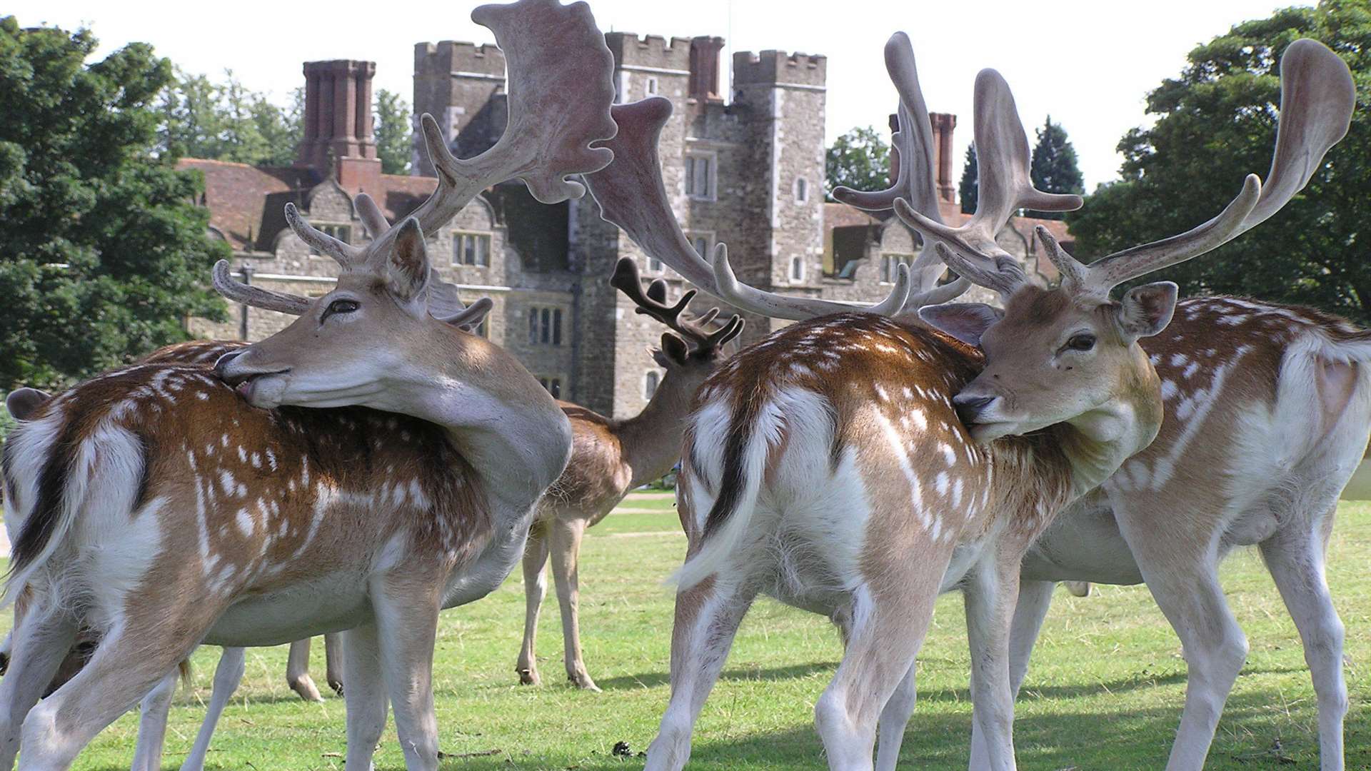 Deer at the Knole