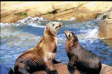 Sea lions entertain at Nausicaa