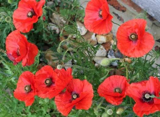 Wild poppies will be planted alongside the A2 at Newington