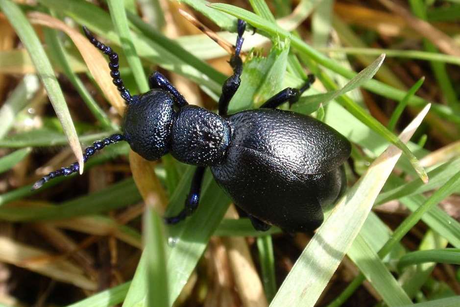 The black oil beetle has been found on a nature reserve in Eastchurch