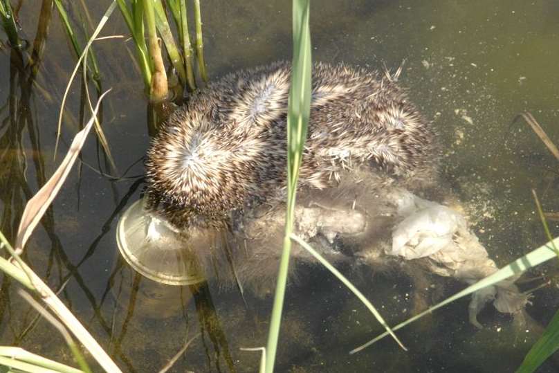 The hedgehog found dead in The Fleet in Sheerness