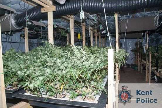 The cannabis in Gravesend, picture Kent Police.