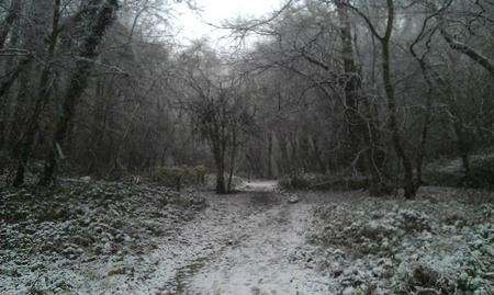 Snow in Walderslade Woods. Picture by Lauren Wright