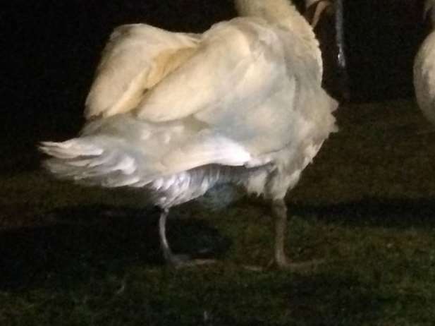 Contaminated swan - Courtesy Swan Sanctuary