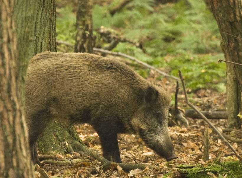Eurostar services were delayed due to wild boar. Picture: Martin Werker