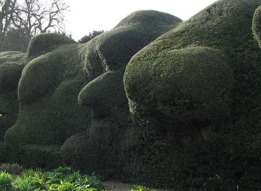 The cloud hedge - is this the Duke of Wellington's face?