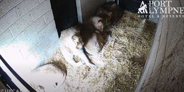 The cubs are being cared for by mum Oudrika and their olders siblings