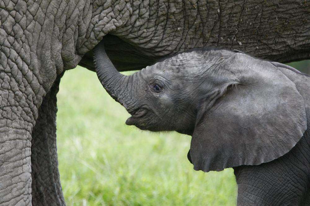 Baby elephant Mirembe has lunch