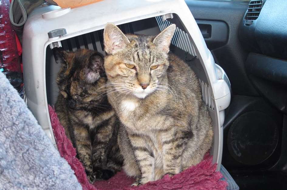Cats Brinnie and Tiggles are also living in the car