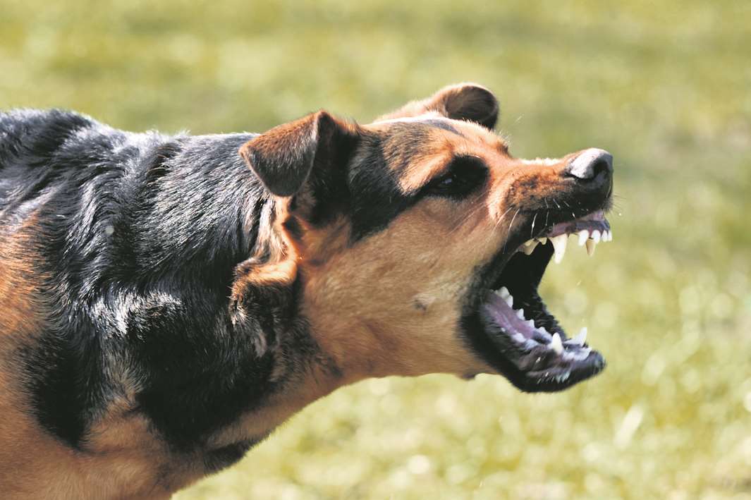 Police recorded more than 700 offences involving dangerous dogs. Stock image