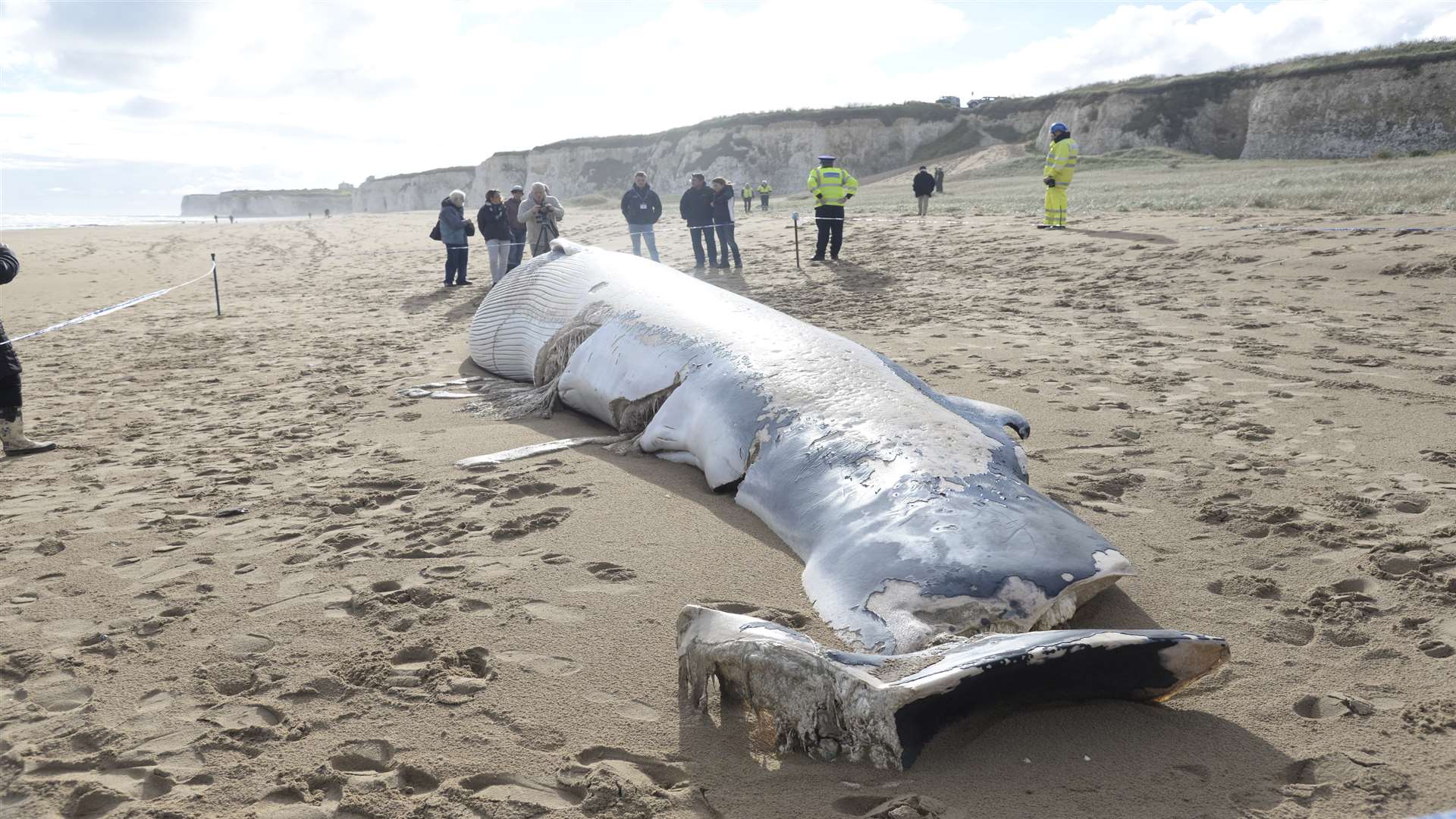 The whale washed up between Foreness Point and Botany Bay. Picture: Chris Davey.