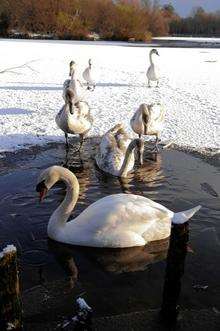 Swans, Singleton Lakes, Ashford