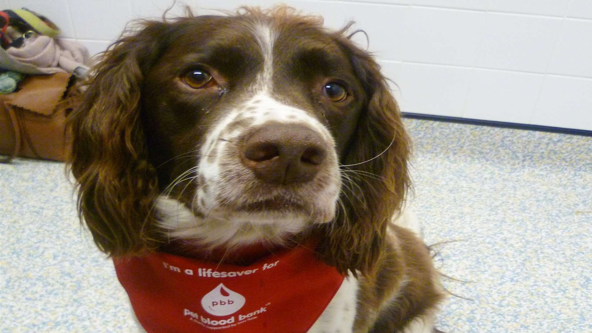 Crosby became the 9000th dog in the country to give lifesaving blood