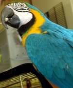 A macaw similar to the one that went missing.