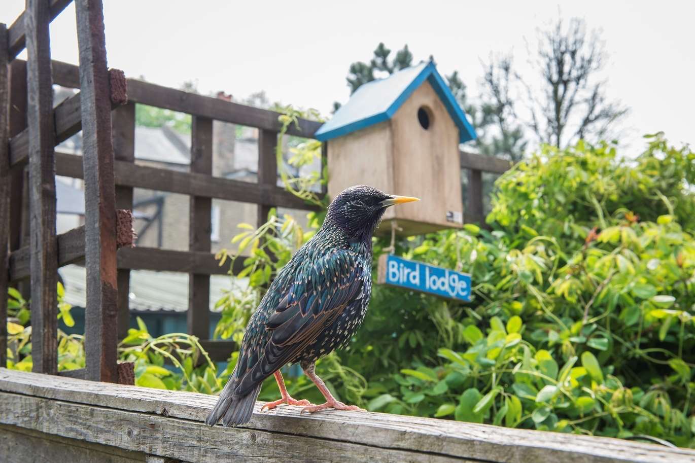 Sightings of well-known species such as starlings experienced a drop during the event last year, although we spotted more than 8.5m birds in total