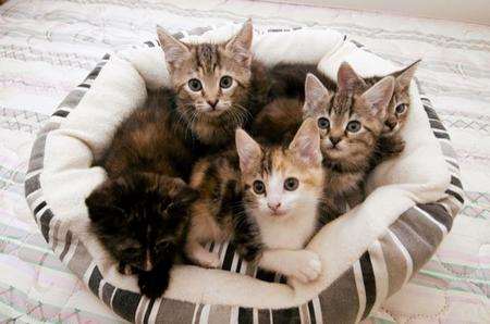 Kittens dumped at RSPCA in Sittingbourne.