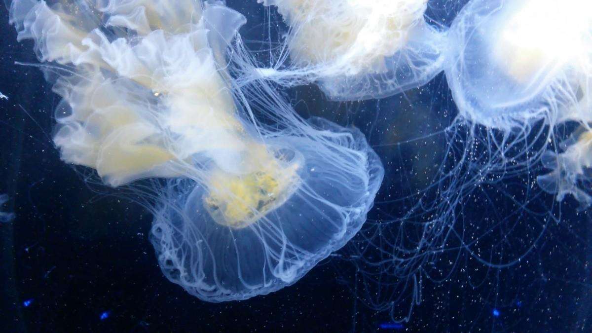 Folkestone Rescue says the number of jellyfish in the waters near the town has gone down