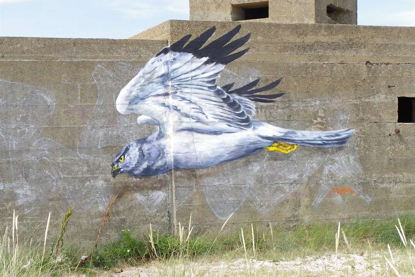 This painting of a hen harrier has appeared at the Shellness nature reserve