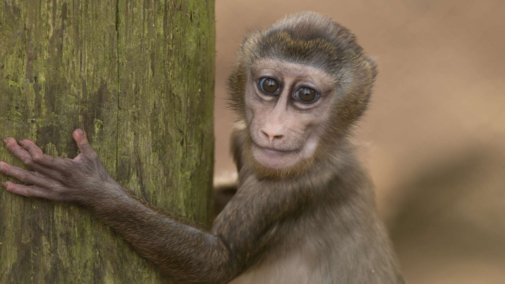 The new baby drill monkey at Port Lympne.