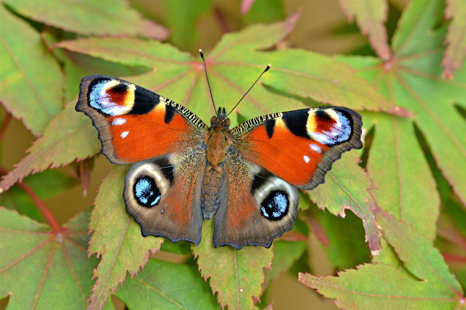 Record numbers signed up last year to count butterflies
