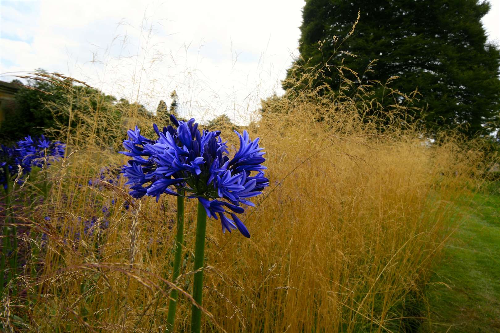 Agapanthus and grasses from Perennial's 'Sanctuary Garden' at RHS Hampton Court