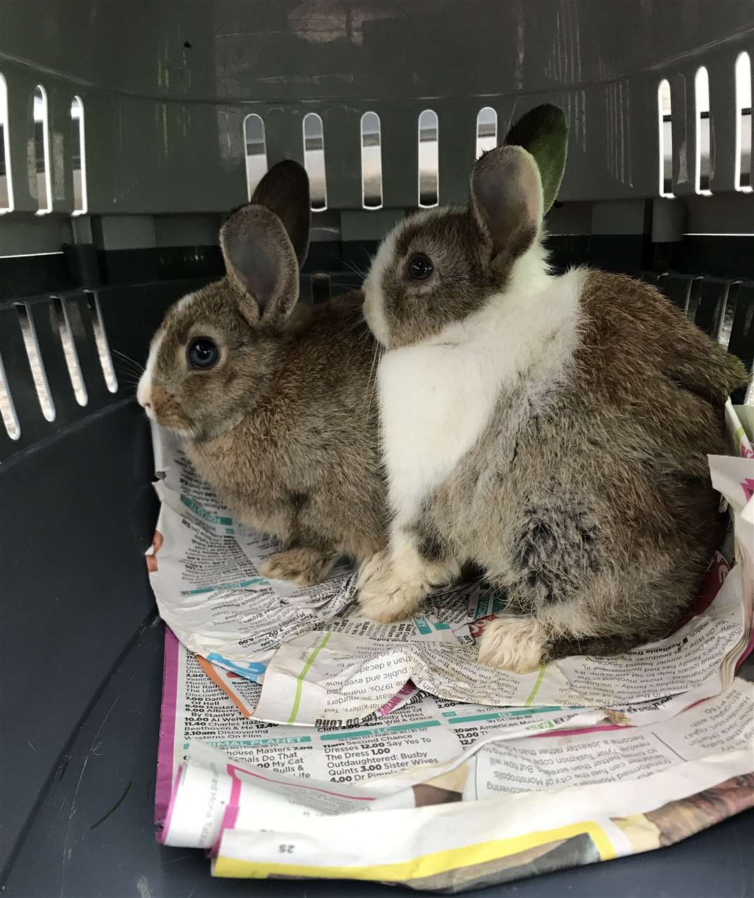 The charity say the rabbits are doing well. Picture: RSPCA