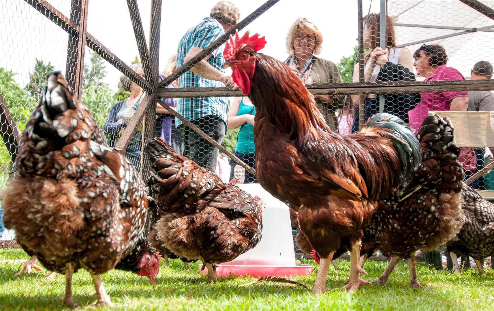 Hens and Gardens will be at Great Comp near Borough Green Picture: Peter Davin