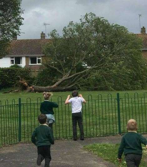 The fallen tree in Willesbrough. Picture: Kyle Stingemore