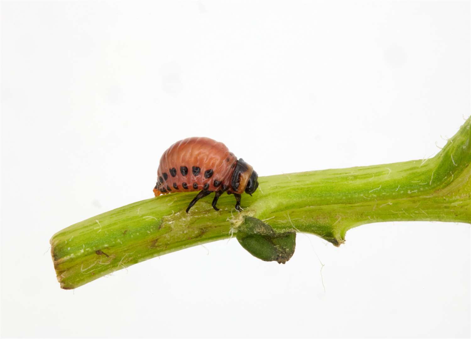 The beetles larvae are a reddish brown in colour, round and globular, and up to 15mm in length Picture: Fera-Science Limited