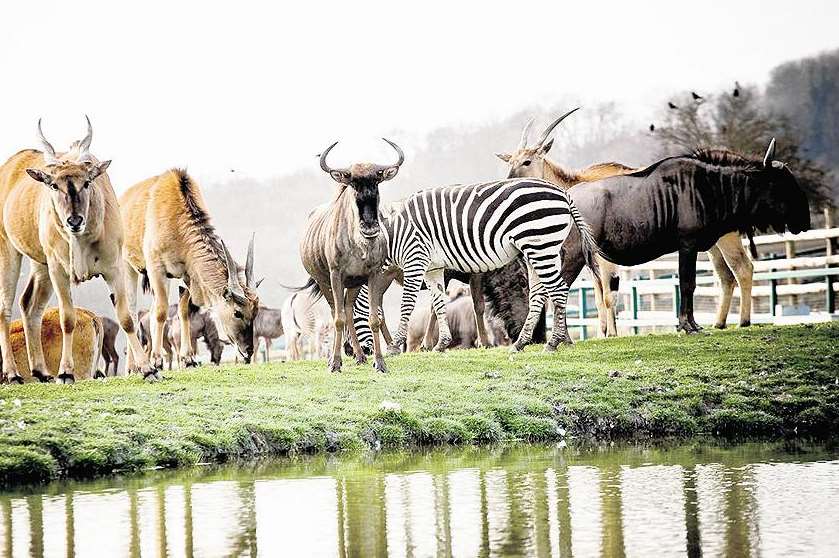 Meet new friends on a safari at Port Lympne