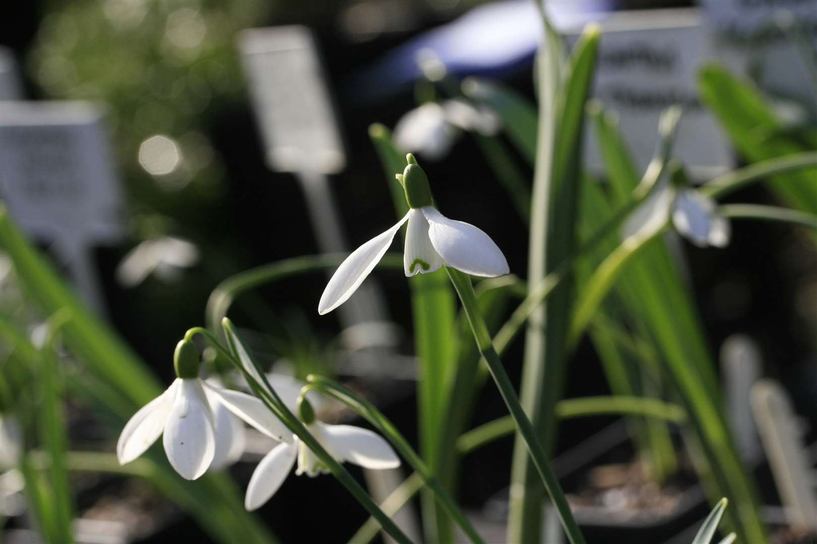 Snowdrops are the most stunning of late-winter flowers