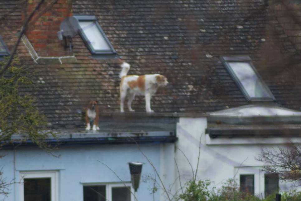 Two dogs were spotted on a rooftop in Whitstable. Picture: Andy Capon