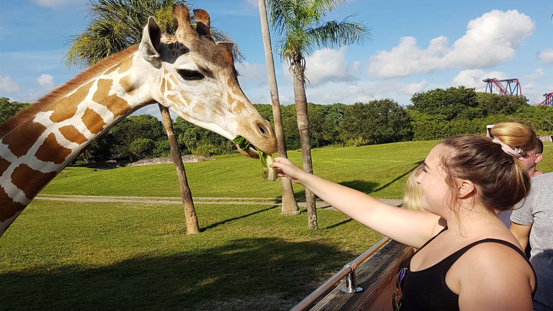 We got to feed the giraffes at Busch Gardens