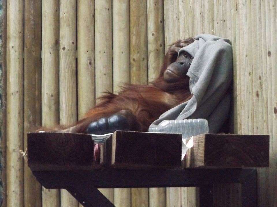Wingham now has four orangutans