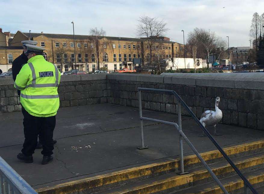 Police officers with the swan