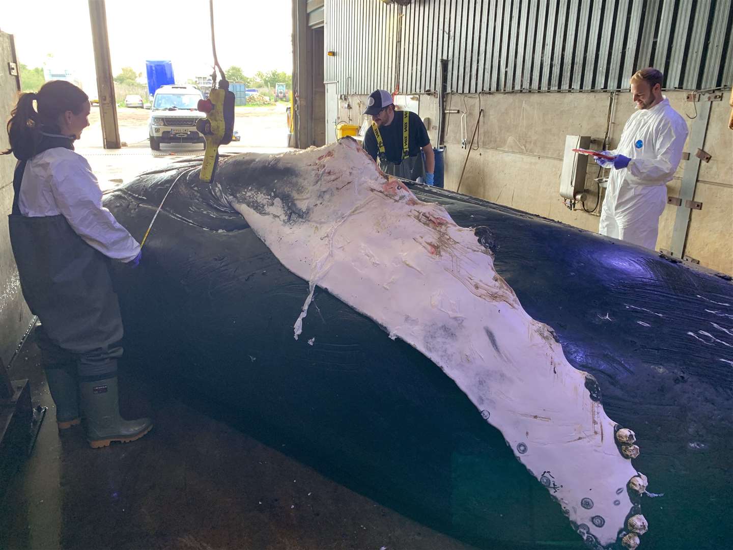 ZSL Cetacean Stranding Investigation Programme examining the deceased humpback whale body. Picture: Rob Deaville (19055675)