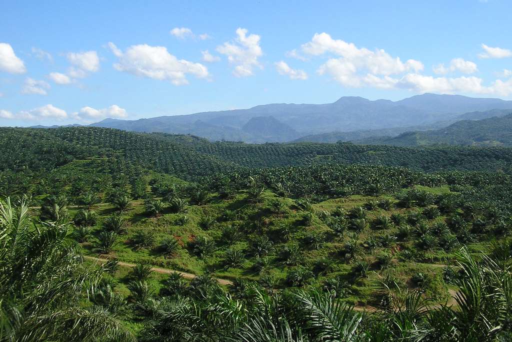 A palm oil plantation in Indonesia. Picture: Wiki Commons